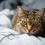 Katzen sind Überträger der Pest 