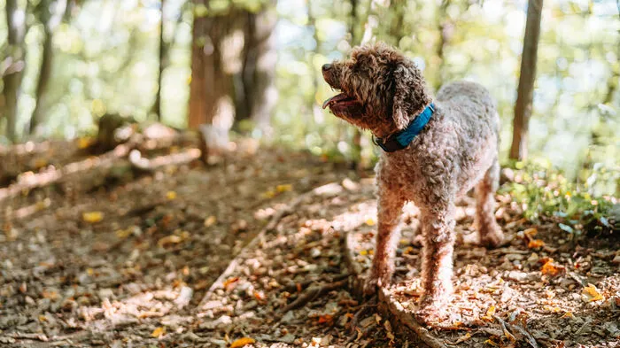 Die Hundedame Camou der Rasse „Lagotto Romagnolo“ ist ein ausgebildeter Trüffelhund.