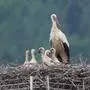 Zum ersten Mal gibt es bei den Voitsberger Störchen Fünflinge