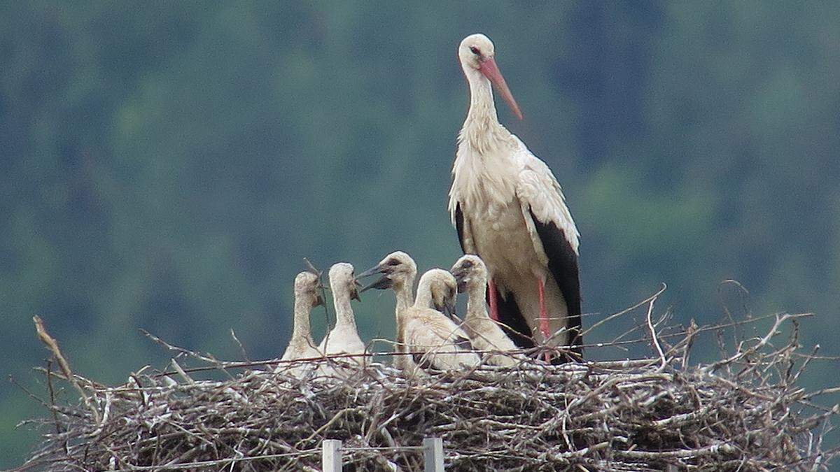 Zum ersten Mal gibt es bei den Voitsberger Störchen Fünflinge