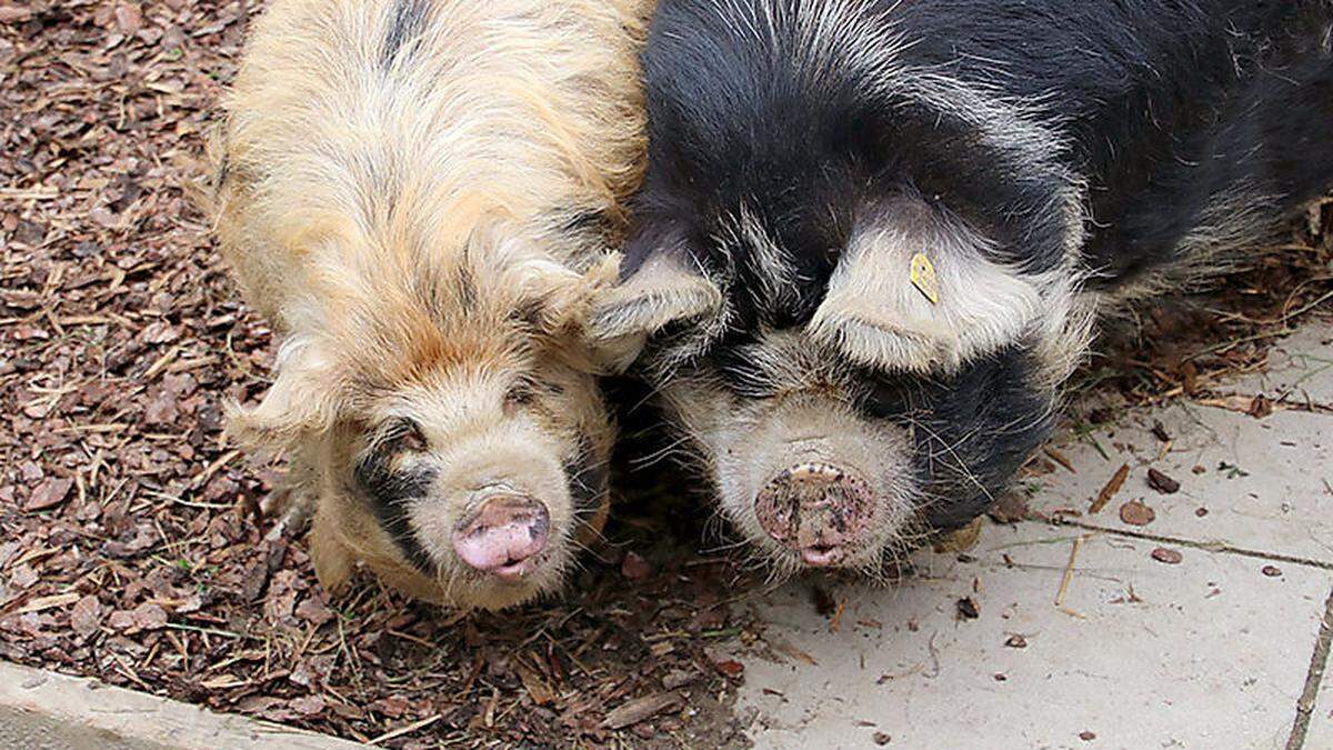 Wilma und Robbie sind in die Tierwelt Herberstein eingezogen