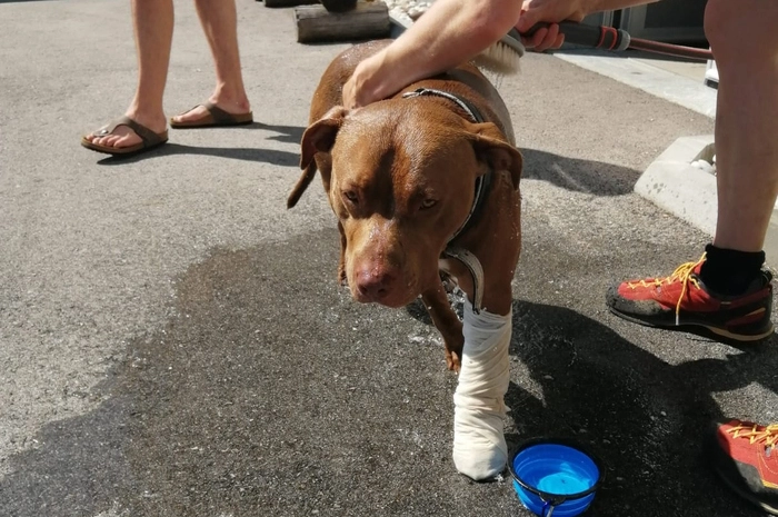 Am Grabnerstein im Gesäuse ist ein Hund von einer Kreuzotter gebissen worden. Bergretter brachten den Vierbeiner zur Einsatzzentrale, wo der Tierarzt schon wartete.