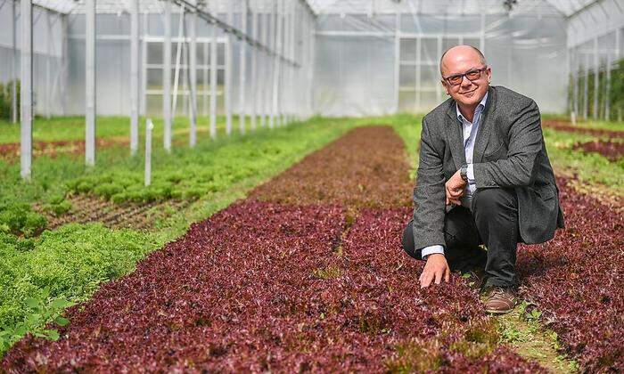 Im neuen Doppelfolienhaus wachsen Pflücksalate und weitere Salate, die gewaschen, geschnitten und verpackt werden