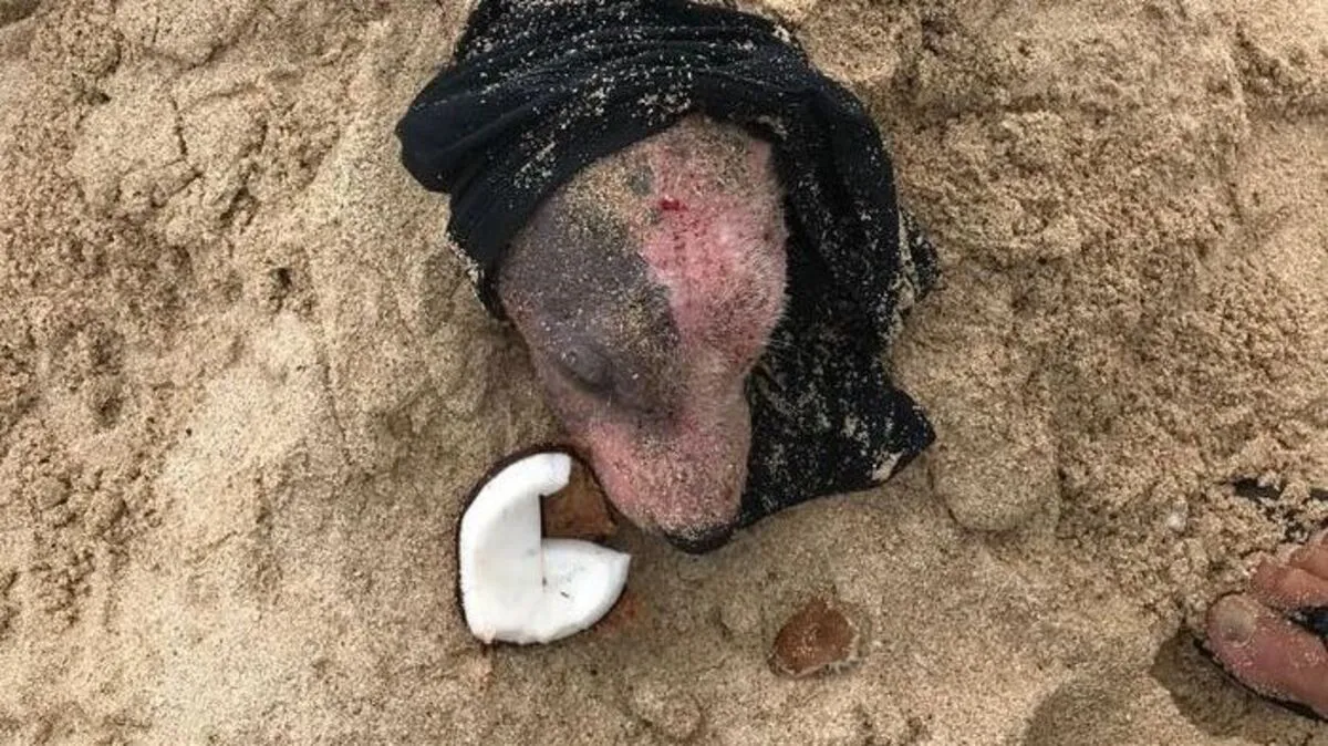 Der Hundewelpen wurde verletzt eingegraben 