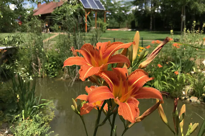 Karl Maderbacher aus Birkfeld hat eine feurige Lilie am Teich entdeckt.