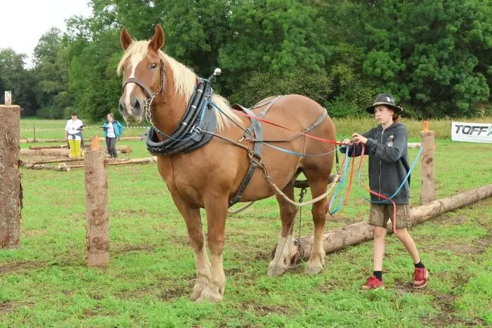 Wenn Pferde mit kräftigen Hufen über den Parcours stapfen und schwere Holzstämme millimetergenau durch enge Hindernisse bewegt werden, ist Spannung beim Holzrückecup angesagt. Am Wochenende war die kleine Ortschaft Arndorf in der Gemeinde Maria Saal Treffpunkt für Pferdeführer aus ganz Österreich. Grund war das Finale des Österreichischen Holzrückecups. 