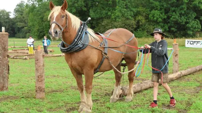 Wenn Pferde mit kräftigen Hufen über den Parcours stapfen und schwere Holzstämme millimetergenau durch enge Hindernisse bewegt werden, ist Spannung beim Holzrückecup angesagt. Am Wochenende war die kleine Ortschaft Arndorf in der Gemeinde Maria Saal Treffpunkt für Pferdeführer aus ganz Österreich. Grund war das Finale des Österreichischen Holzrückecups. 