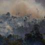 Große Flächen des brasilianischen Regenwaldes wurden ein Raub der Flammen