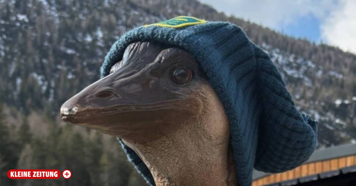 Maskottchen Bruce nach Entführung wieder da