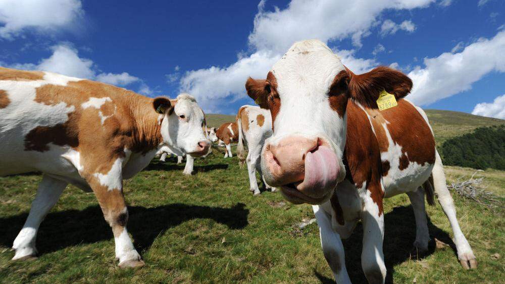 Nach fixer Zusage der Tirol Milch, die Abholung der Biomilch aus dem Bezirk auch weiterhin zu gewährleisten, trafen sich die Beteiligten in Lienz