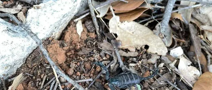 Skorpion in einem Terrarium zwischen Ästen und Blättern | Der Skorpion wurde von den Reiserückkehrern ins Tierheim gebracht