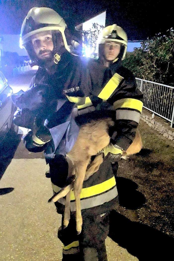 Die St. Ruprechter Feuerwehrleute konnten das Reh retten