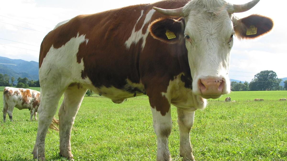 Der Zuchtstier attackierte den Bauern und verletzte ihn dabei (Archivfoto)