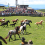 Zahlreiche Besucherinnen und Besucher waren neugierig auf die Pferde auf der Sommeralm