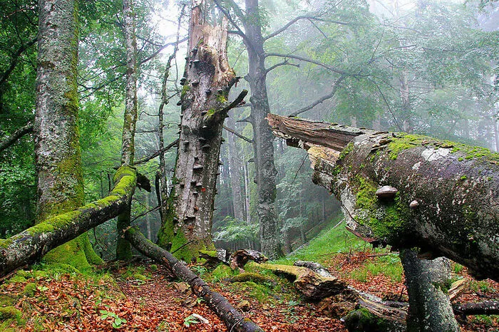 Seit der letzten Eiszeit war Europa von Buchenwäldern bedeckt: Nur wenige Reste davon sind geblieben, etwa der Rothwald in Niederösterreich oder der oberösterreichische Nationalpark Kalkalpen mit dem größten Buchenwaldschutzgebiet der Alpen.