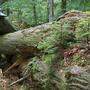 Unberührte Waldnatur (wie hier im niederösterreichischen Rothwald) gegen nachhaltige Holzbewirtschaftung lautet das Match