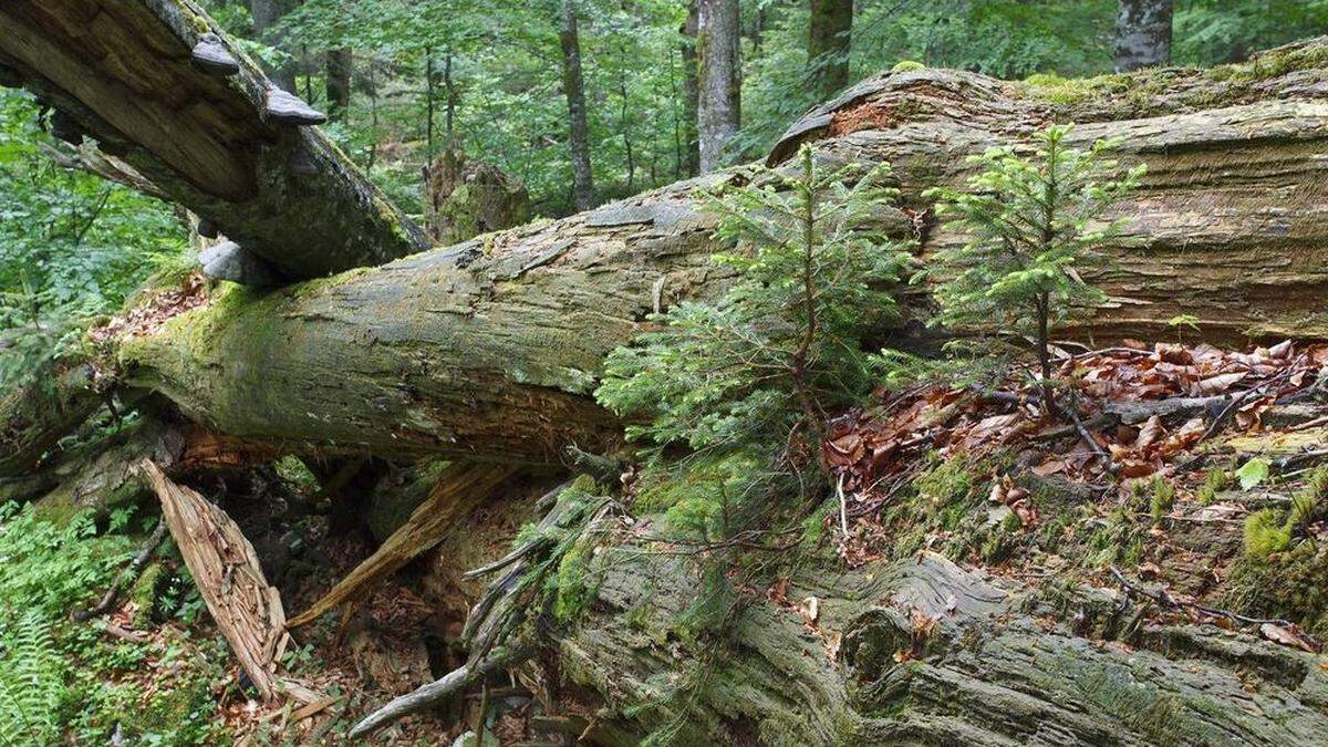 Unberührte Waldnatur (wie hier im niederösterreichischen Rothwald) gegen nachhaltige Holzbewirtschaftung lautet das Match