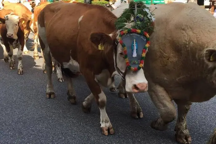 Viele Einheimische und Gäste begleiteten die Tiere beim 7. Mallnitzer Almabtrieb am Samstag nach Hause.