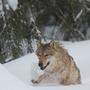 Im Schnee sind die Spuren des Wolfes gut sichtbar (Sujetbild)