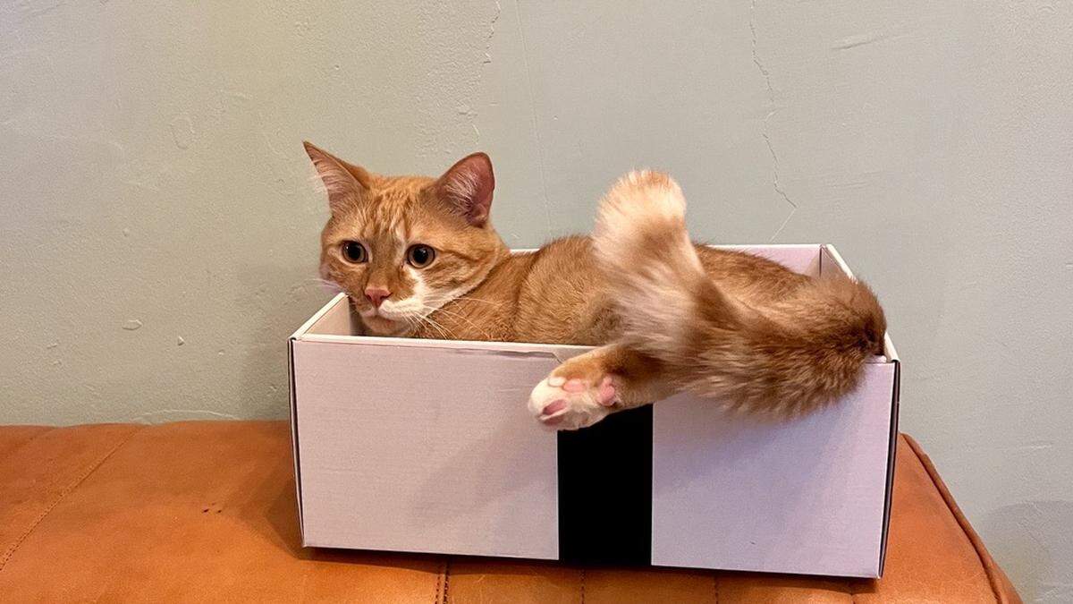 Katzen suchen förmlich nach einer Box | Katzen suchen förmlich nach einer Box