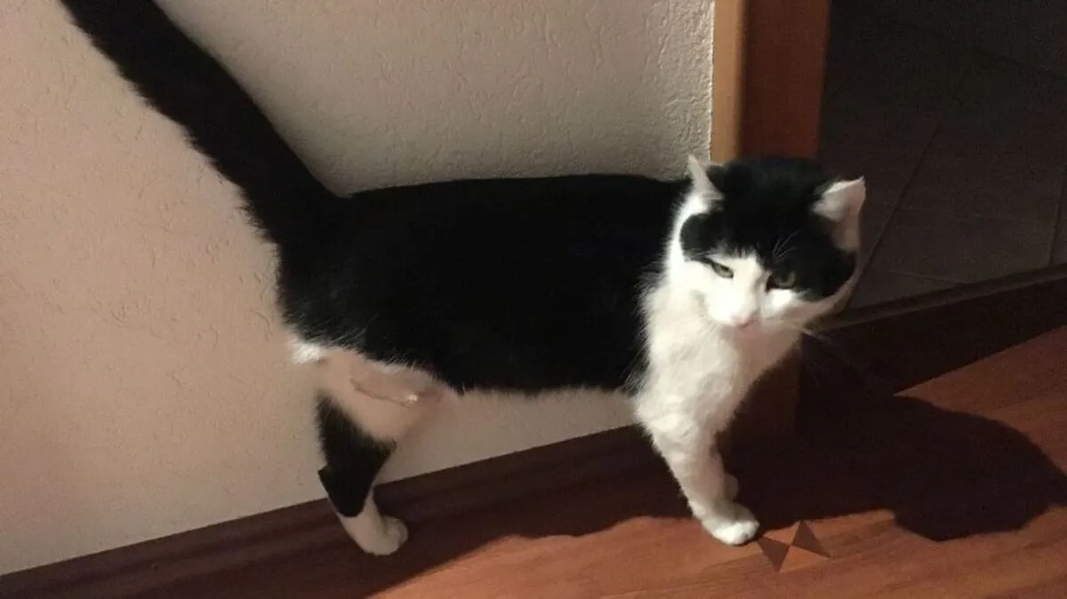 Kater Karli hat nur noch drei Beine