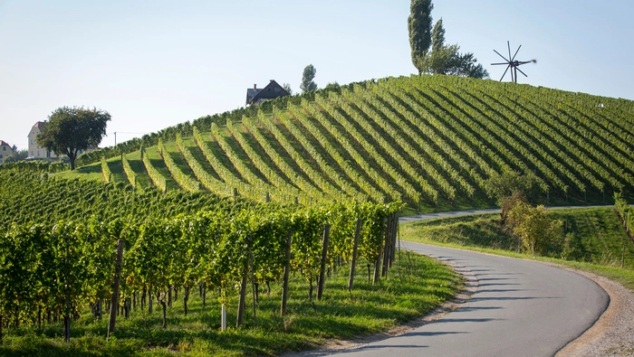 In der wunderschönen Kulisse der steirischen Weinberge geht es von Weingut zu Weingut 