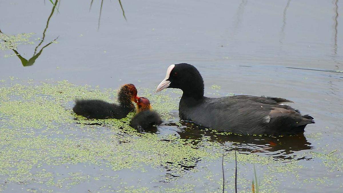 Entdeckt: Ein Blässhuhn füttert seine Jungen