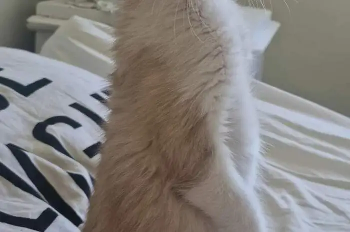 Ihre Katze Shiva