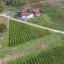 Auch dem Weingut Karnburg in Klagenfurt hat der nasse Sommer zugesetzt