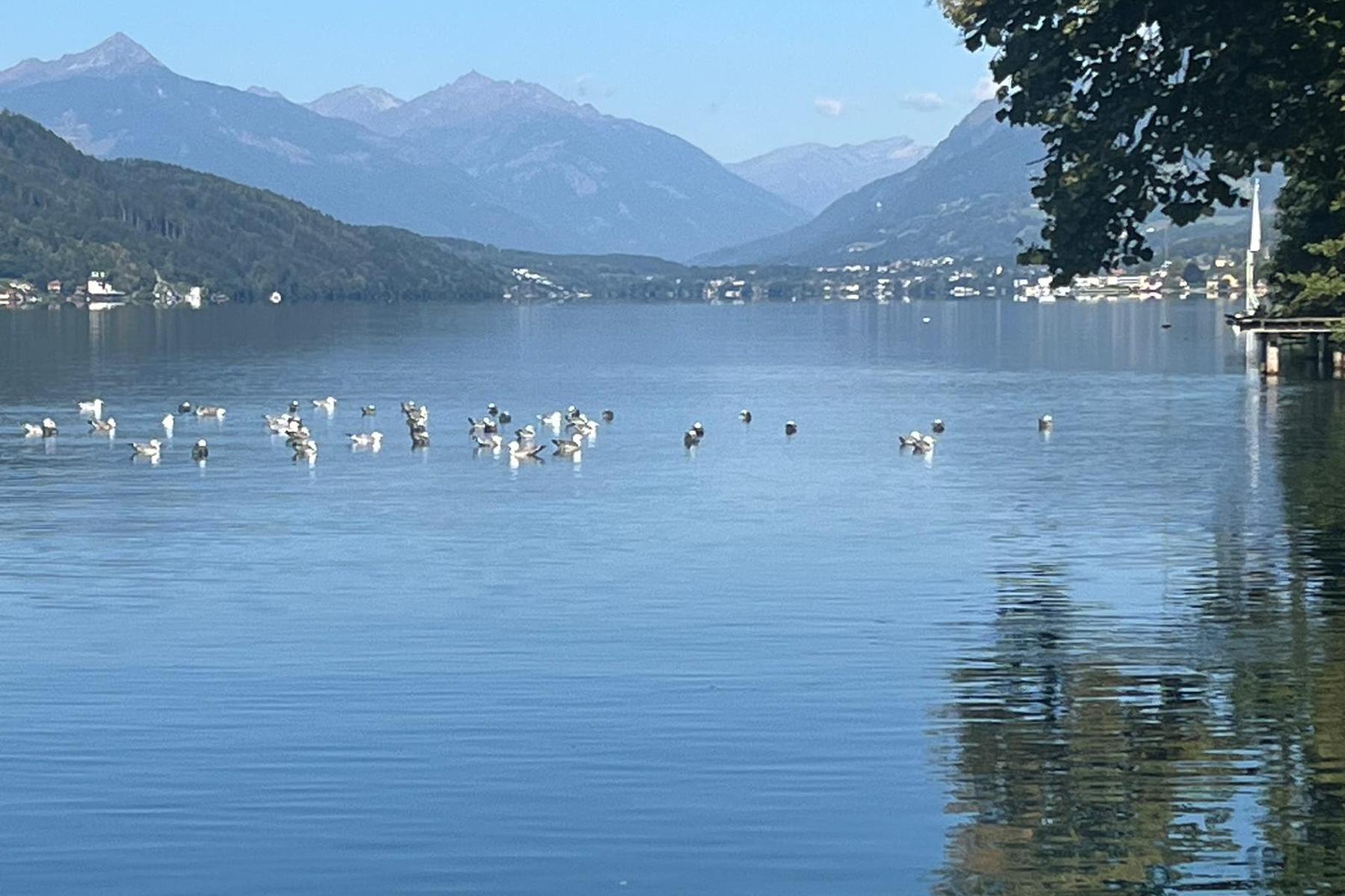 Polizei hat Erhebungen zu Fischabfällen im Millstätter See abgeschlossen