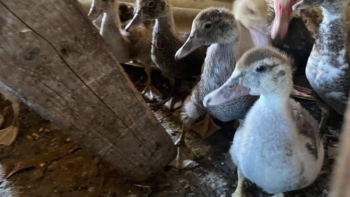 Die geretteten Tiere werden am Gnadenhof &quot;Purzel & Vicky&quot; versorgt