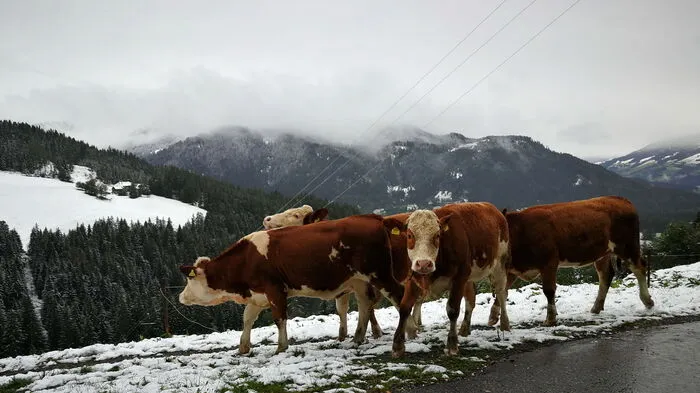 Schnee und Regen am Samstag in Murau.
