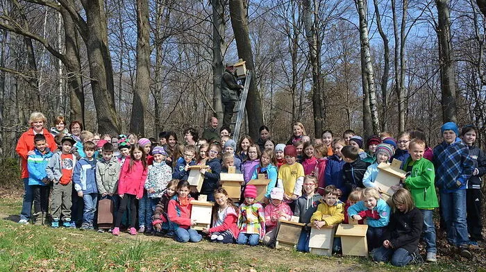 Tolles Fledermausprojekt in der Volksschule Bad Gams