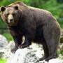 Immer mehr Braunbären werden in Italien gesichtet