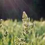 Wiese