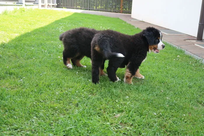 Gemeinsam toben die Welpen durch den Garten in Kapfenberg.
