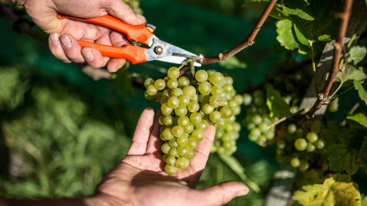 Frühzeitiger Erntestart in den heimischen Weingärten