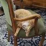 Der Kater "Herbie" ist seit 7. August abgängig