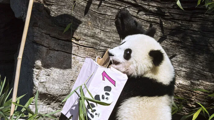 Was für eine Aufregung: Die Schönbrunner Panda-Zwillinge haben am Montag ihren ersten Geburtstag gefeiert.