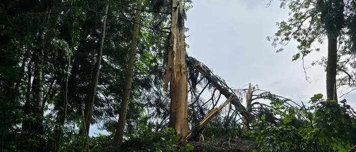 In Miesenbach wurde ein Baum von einem Blitz getroffen, mehrere Bäume wurden durch Sturmböen gefällt