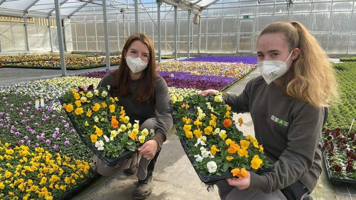 Clara Krois und Daniela Schögler hegen und pflegen die Pflänzchen im Anzuchtbetrieb der Holding in Straßgang