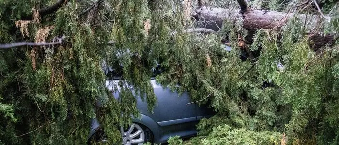 Das Fahrzeug eines 46-jährigen Soldaten wurde in Jesolo von einem umstürzenden Baum getroffen. Für den Mann kam jede Hilfe zu spät (Symbolfoto)