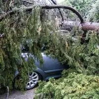 Das Fahrzeug eines 46-jährigen Soldaten wurde in Jesolo von einem umstürzenden Baum getroffen. Für den Mann kam jede Hilfe zu spät (Symbolfoto)