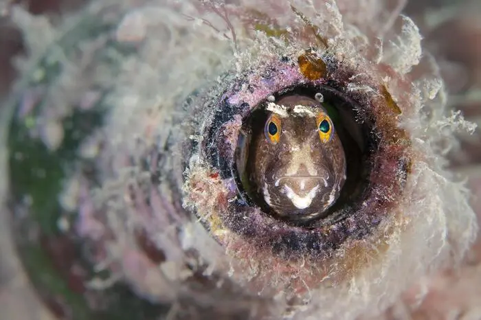 Schmetterlingsschleimfische wählen natürlich verlassene Wellhornschnecken als Unterschlupf, aber es scheint, dass sie kreativ werden können. Auf dem Meeresgrund des Flusses Fal, inmitten von wunderschönem rosa Muschelkalk, haben viele von ihnen weggeworfene Glasflaschen als Unterschlupf gewählt.
