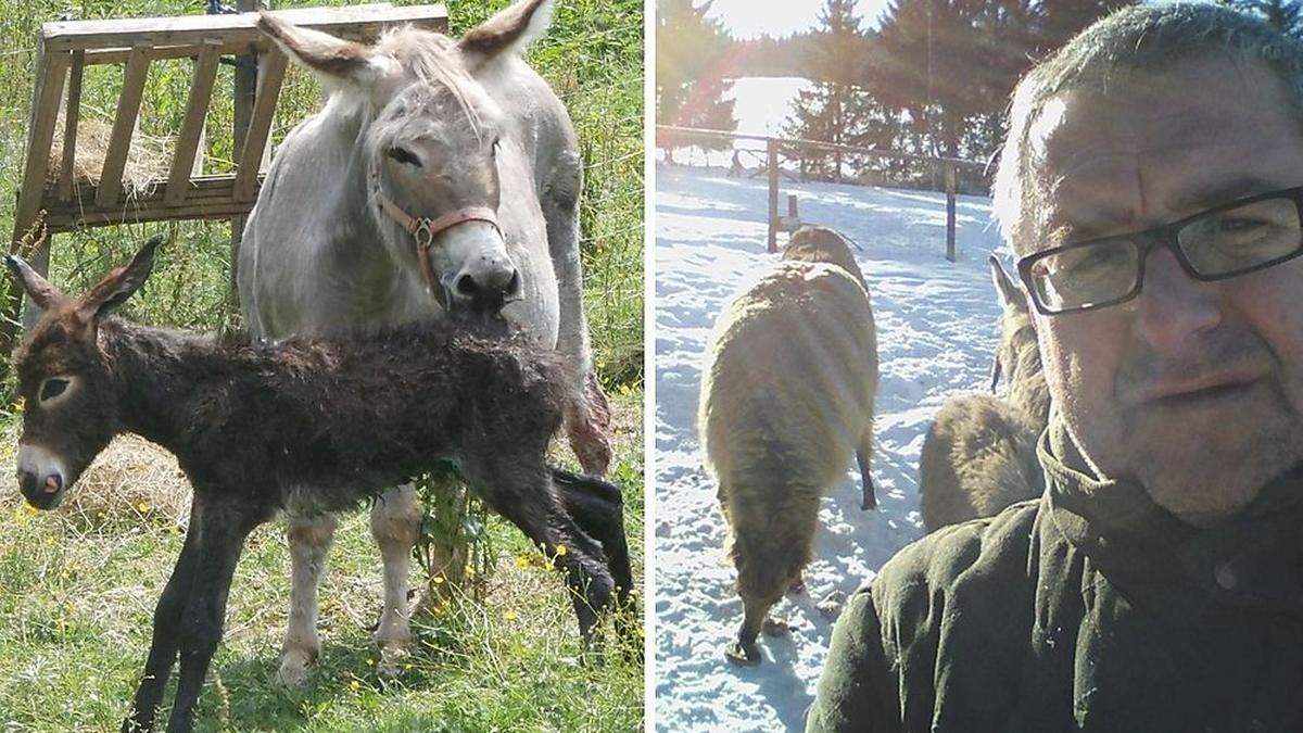 Günter Koller betreibt im Preggraben einen Erlebnispark mit rund 120 Tieren