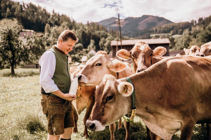 33 Milchkühe produzieren am Obermayerhof Milch