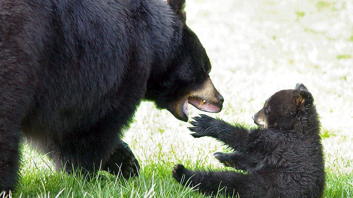 Im Vergleich zum eher gefürchteten Grizzlybär gilt der Schwarzbär als weniger gefährlich