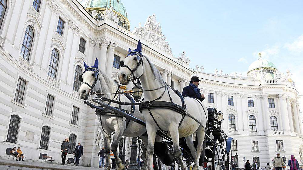 Fiakerpferde auf dem Michaelerplatz im Herzen von Wien