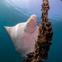 Die Rochen in Triest vermehren sich in den Gewässern der Muschelzüchter, dass sie sich dort auch laben ist nicht auszuschließen