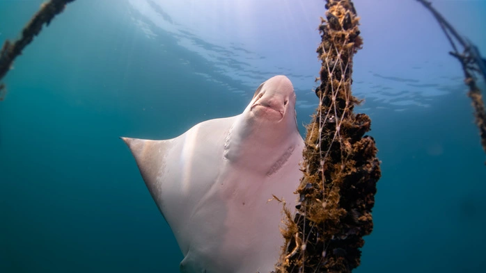 Die Rochen in Triest vermehren sich in den Gewässern der Muschelzüchter, dass sie sich dort auch laben ist nicht auszuschließen